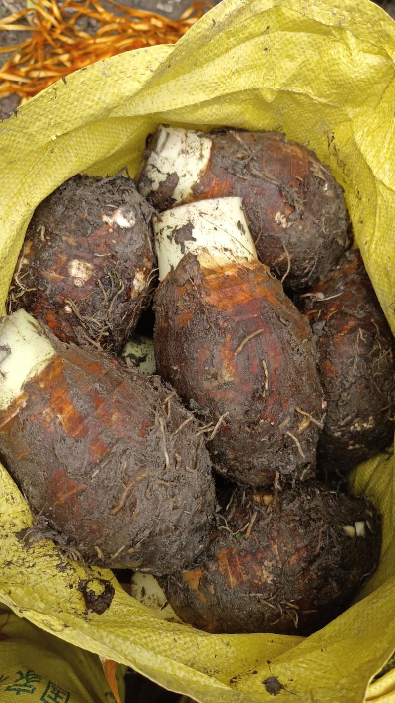 湛江槟榔芋头大量供应，市场货，工厂货，电商货，质量保证