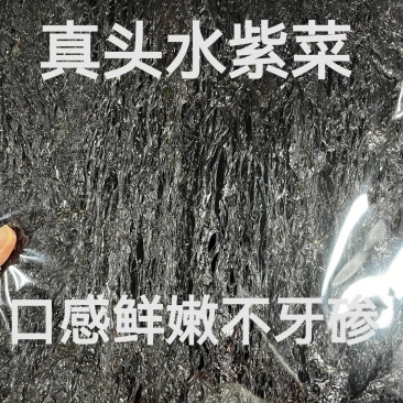 头水紫菜无沙无油无料包纯紫菜厂家直销烘干商用实惠散装批发