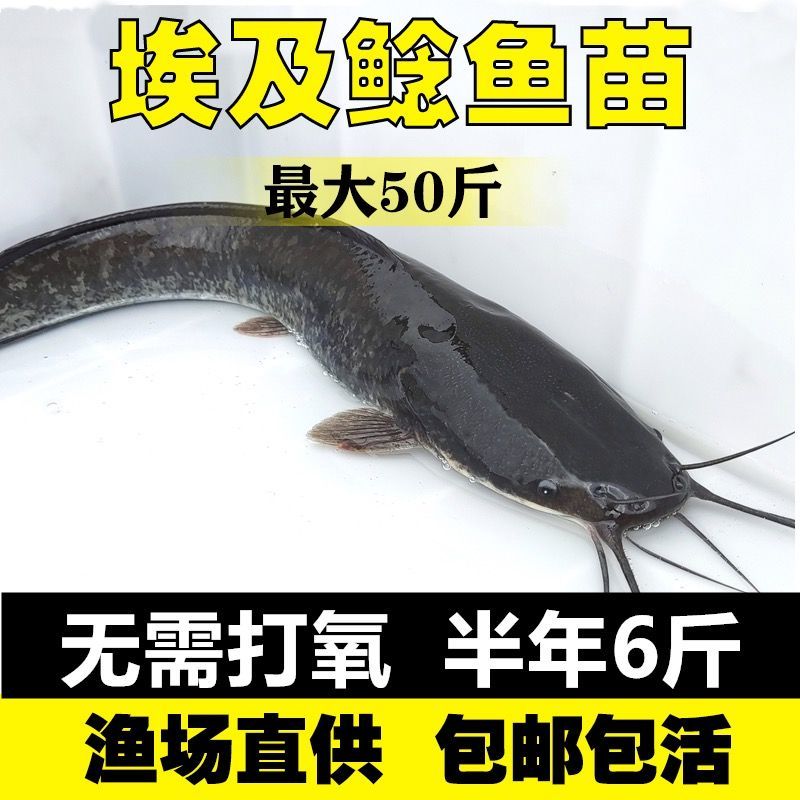 埃及鱼苗快大型革胡子鲶鱼苗活体塘鲺胡子鲶鱼苗埃及塘虱活体