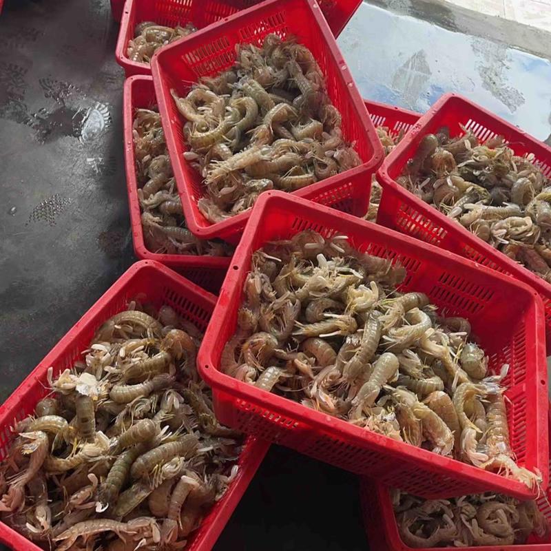 冰鲜皮皮虾，规格12-16条，