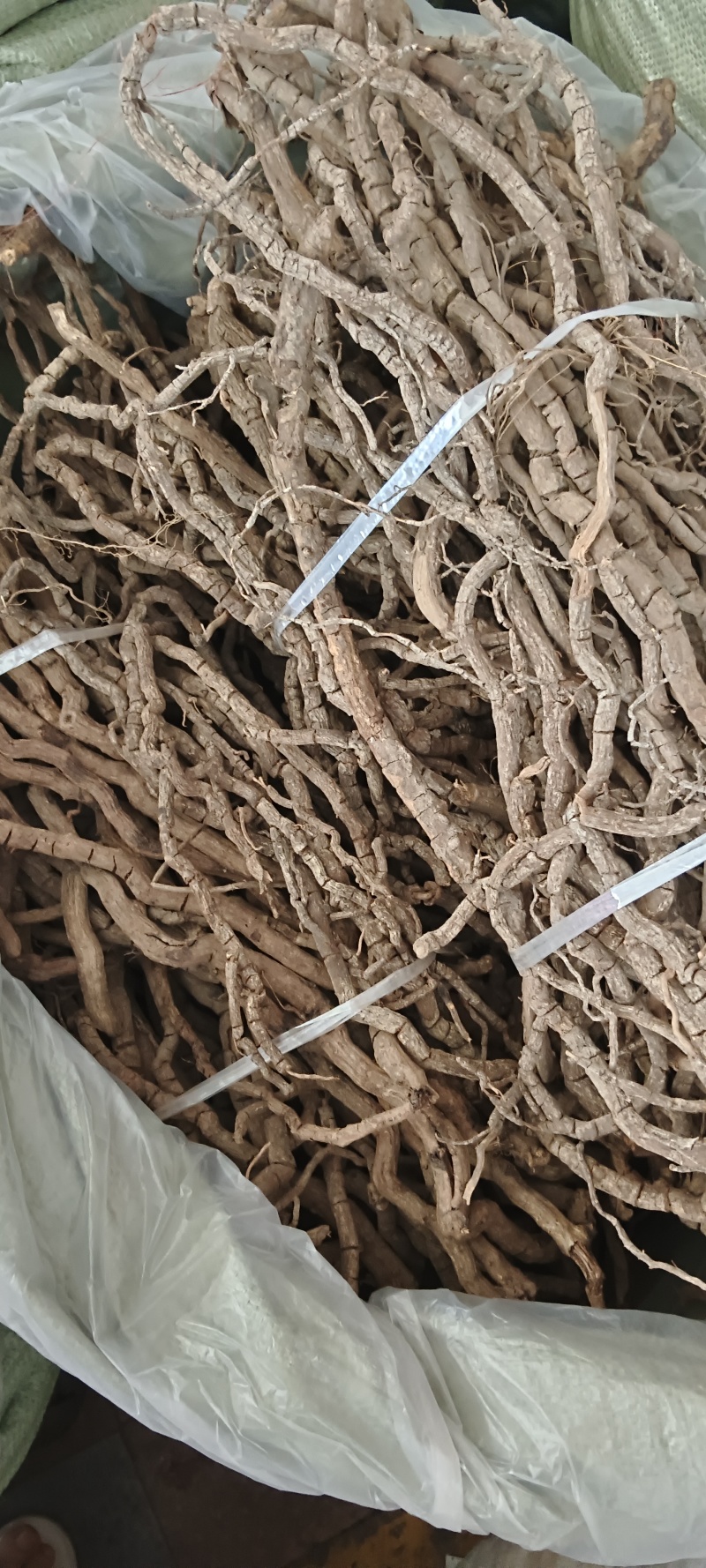 黑老虎，中药材小钻，黑老虎，源头好货，长期供应