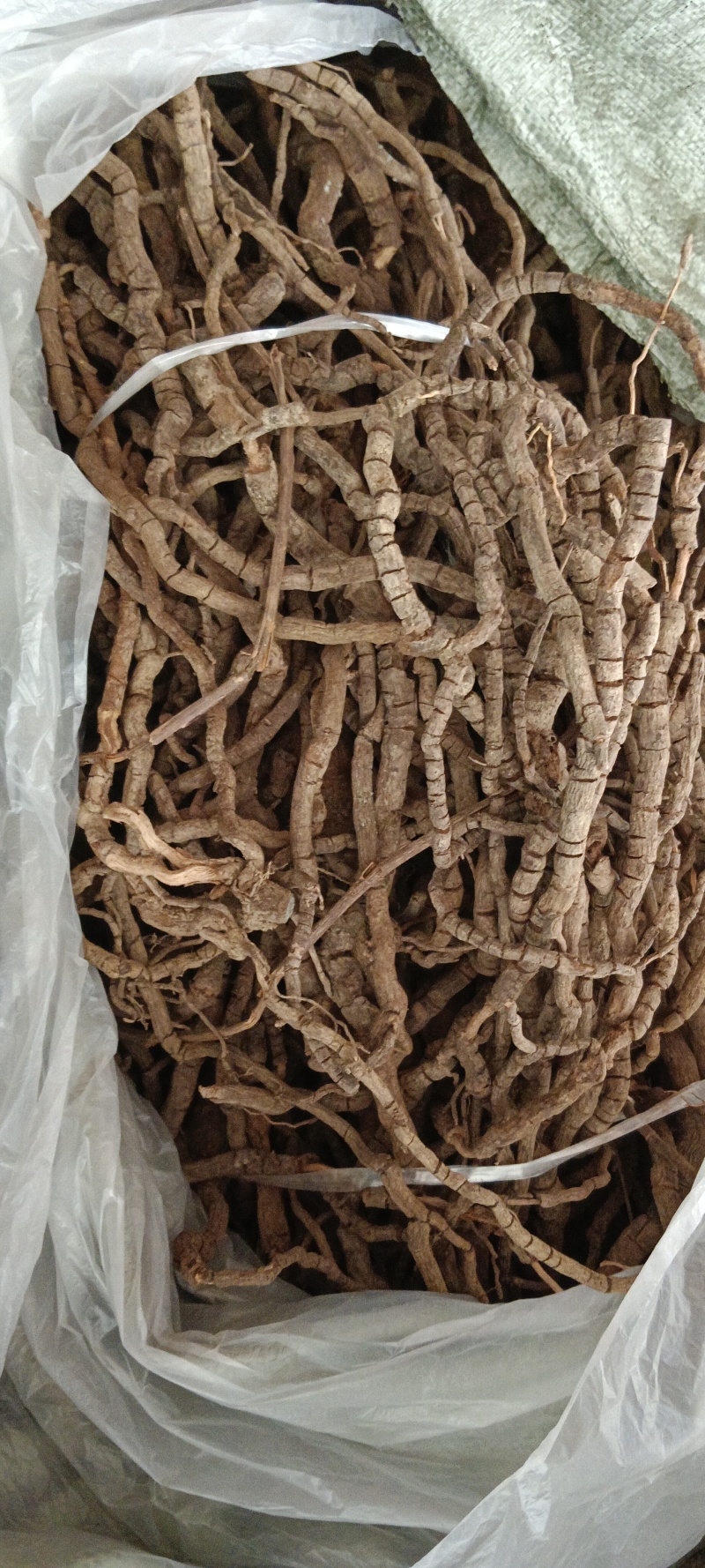 黑老虎，中药材小钻，黑老虎，源头好货，长期供应