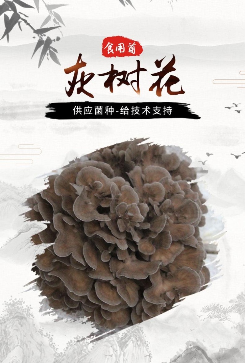 灰树花菌包优质高产转化率高划口即出