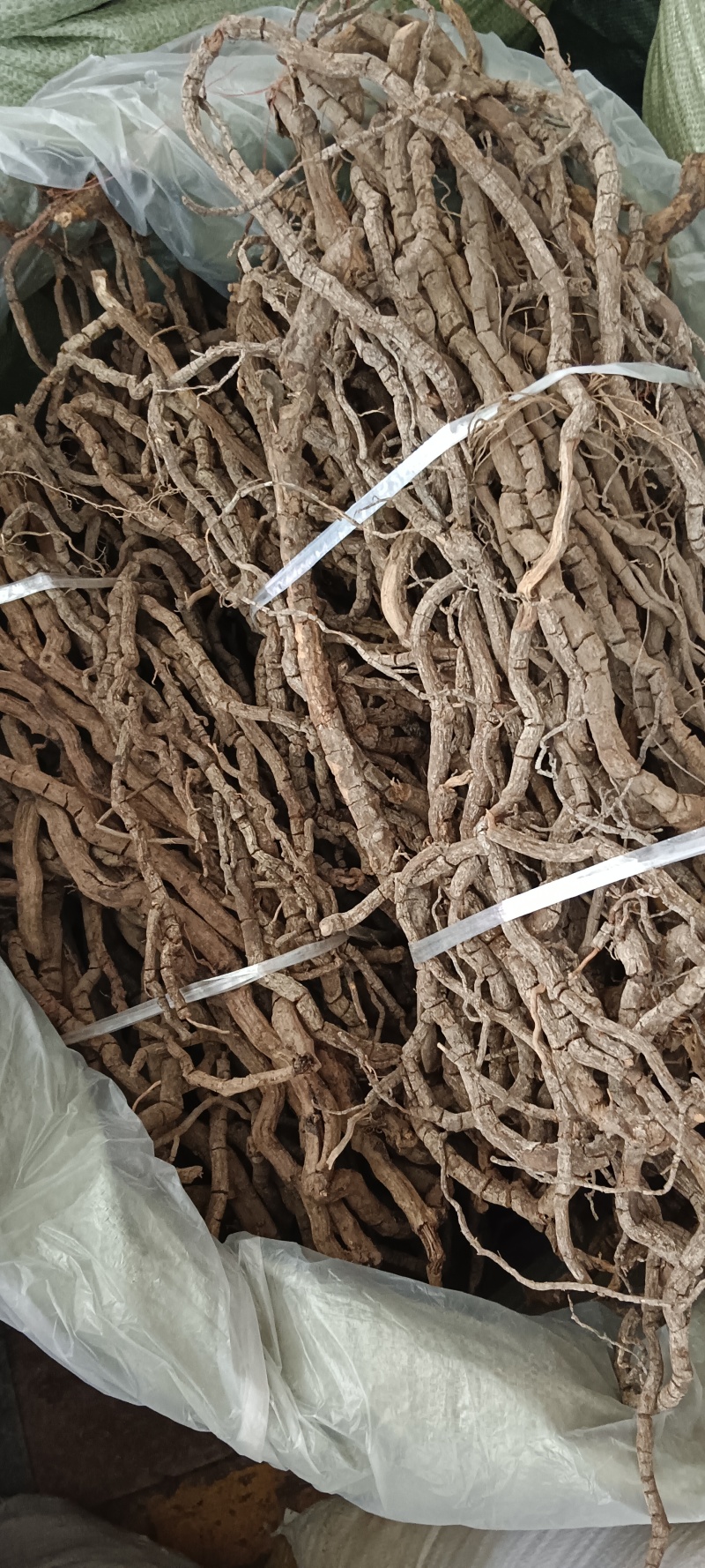 黑老虎，中药材小钻，黑老虎，源头好货，长期供应