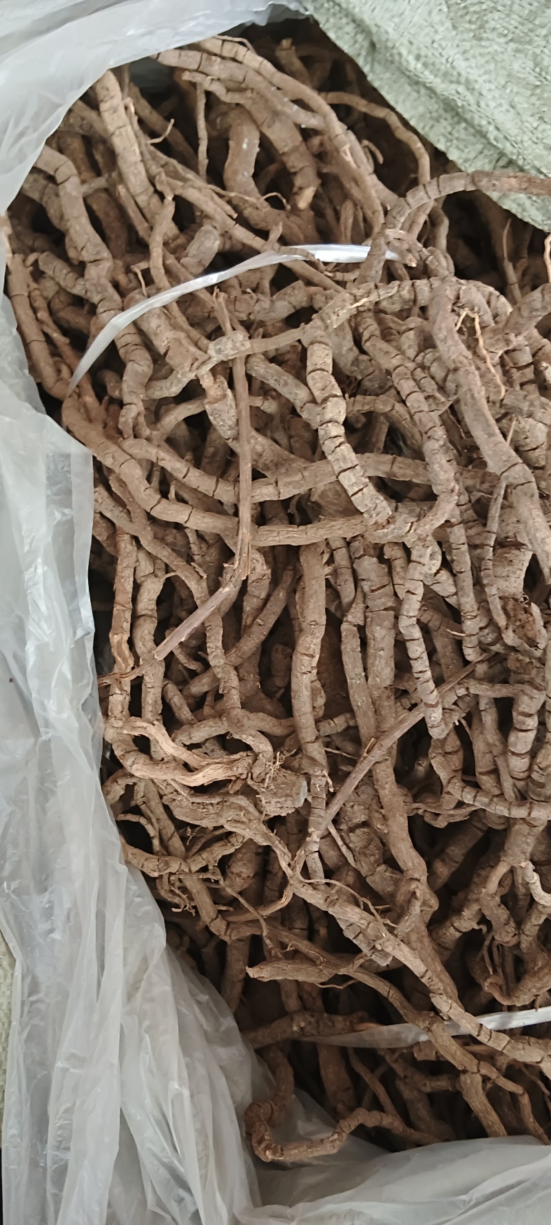 黑老虎，中药材小钻，黑老虎，源头好货，长期供应