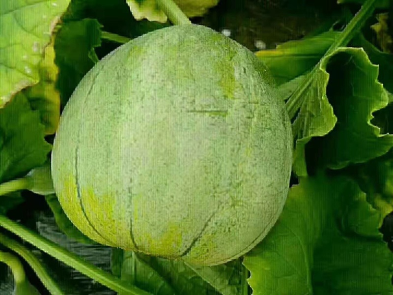 甜瓜