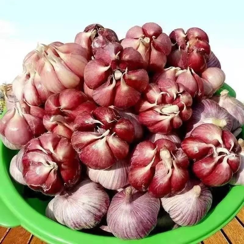 云南紫皮大蒜红皮大蒜紫皮蒜红皮蒜电商社区团购一件代发食堂