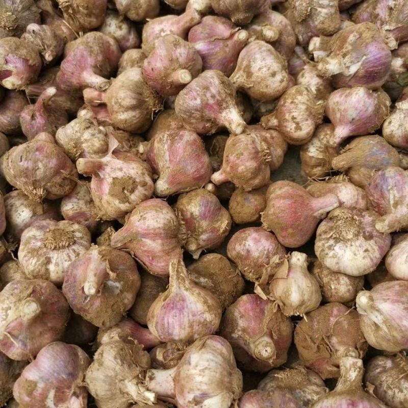 云南紫皮大蒜红皮大蒜紫皮蒜红皮蒜电商社区团购一件代发食堂