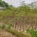 蓝花楹1～3公分