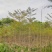 蓝花楹1～3公分