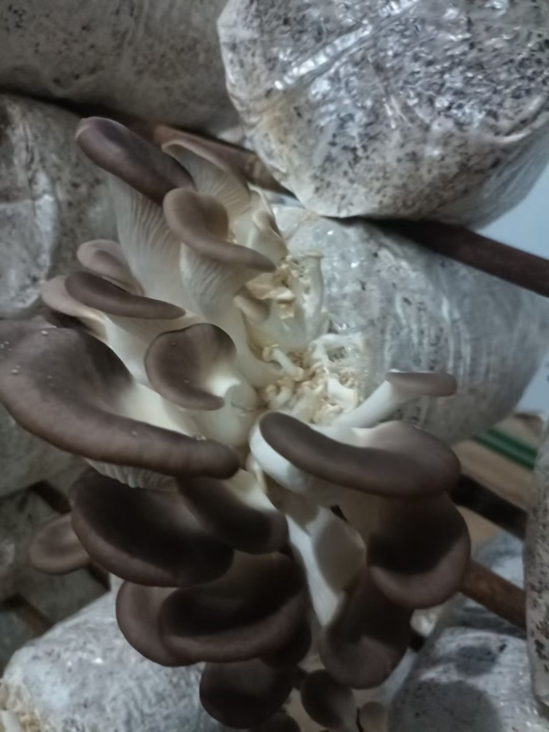 秀珍菇菌包优质高产有现货划口即出