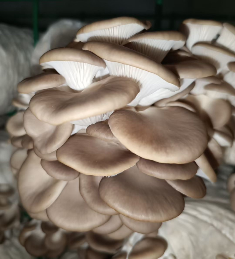 秀珍菇菌包优质高产有现货划口即出