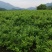莓茶原产地茶农直发(无中间商赚差价有需要的麻烦电话联系)