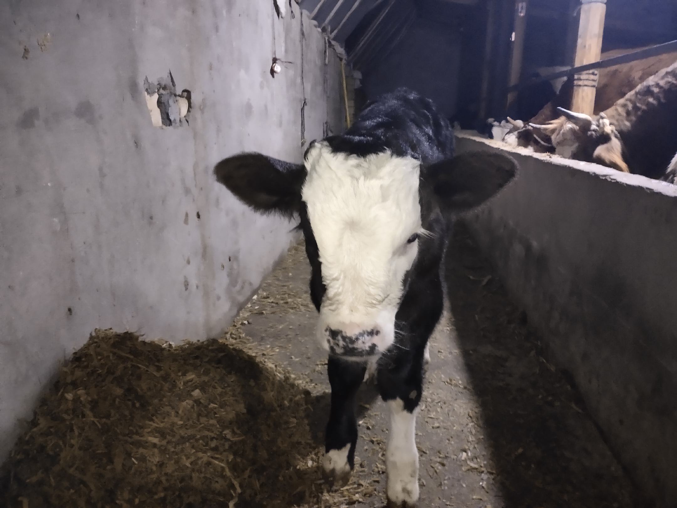 瑞士高山牧场上的西门塔尔母牛与小牛