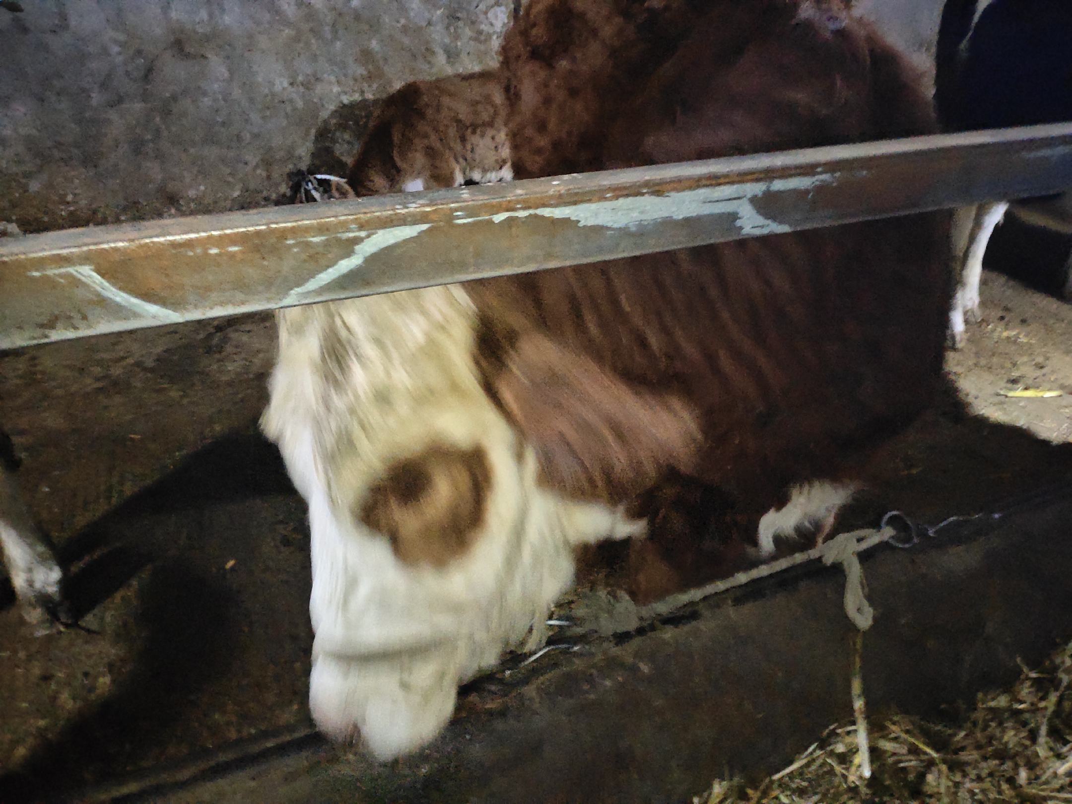 西门塔尔牛群体放牧场景