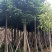 重阳木树5～15公分