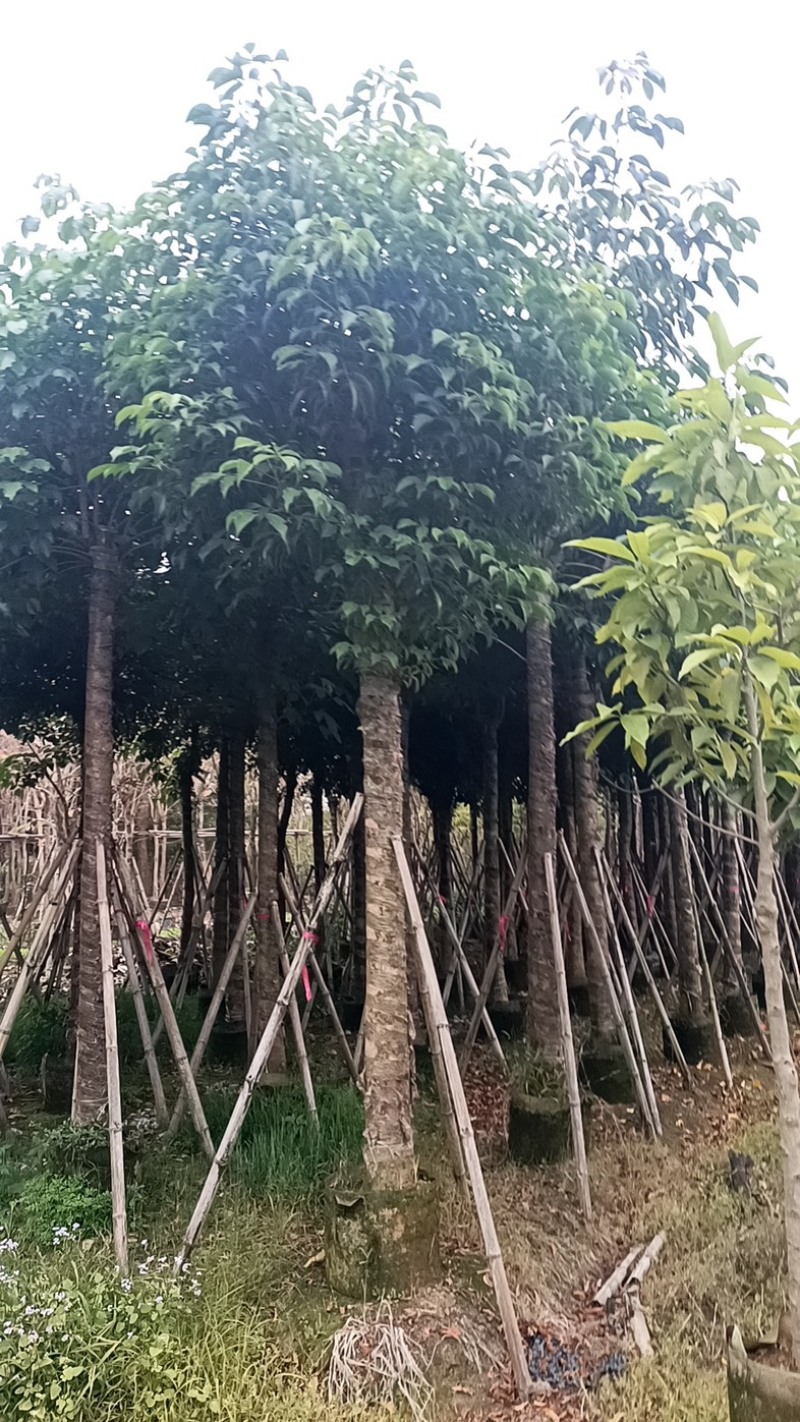 重阳木树5～15公分