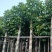 重阳木树5～15公分