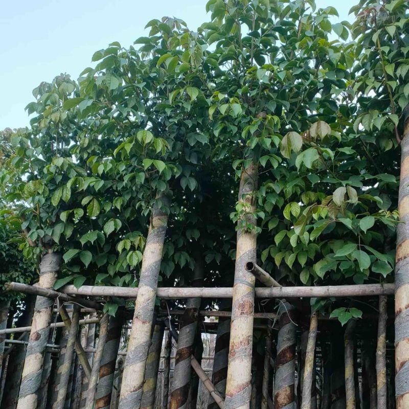 重阳木树5～15公分