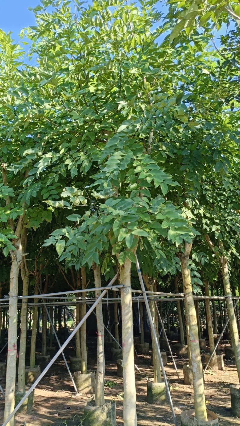 腊肠树10～15公分