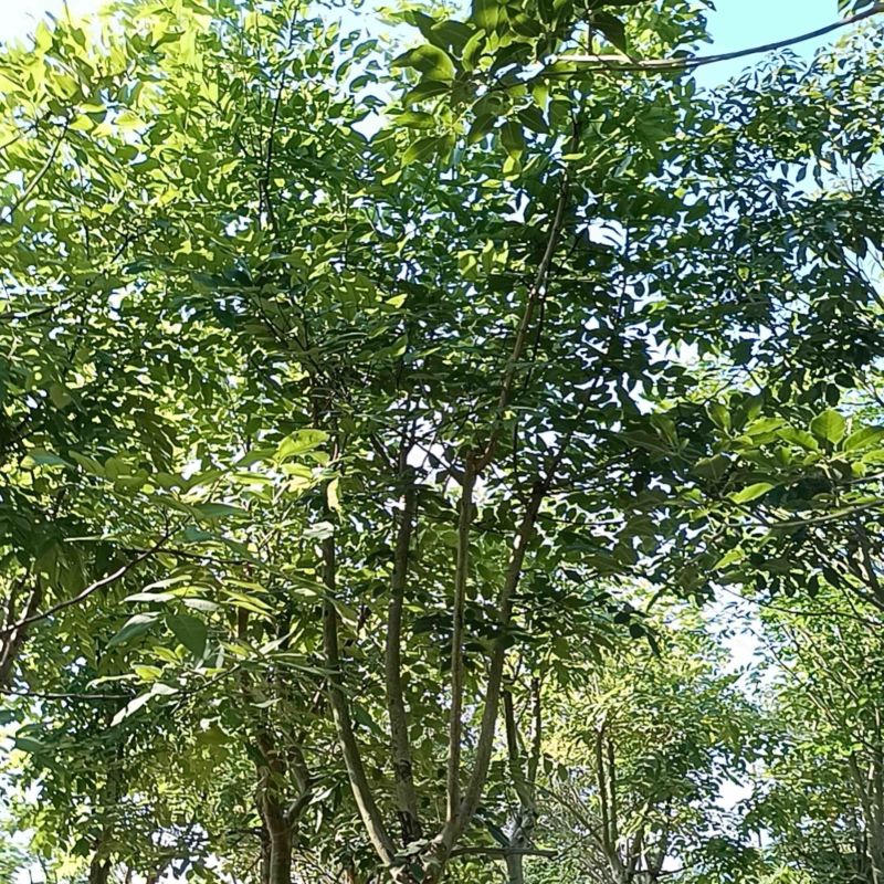 腊肠树10～15公分