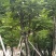 骨架麻楝10～20公分