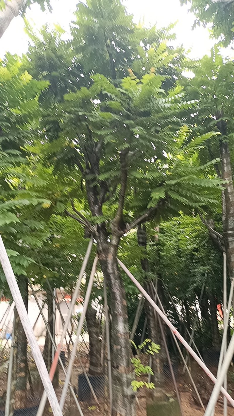 骨架麻楝10～20公分