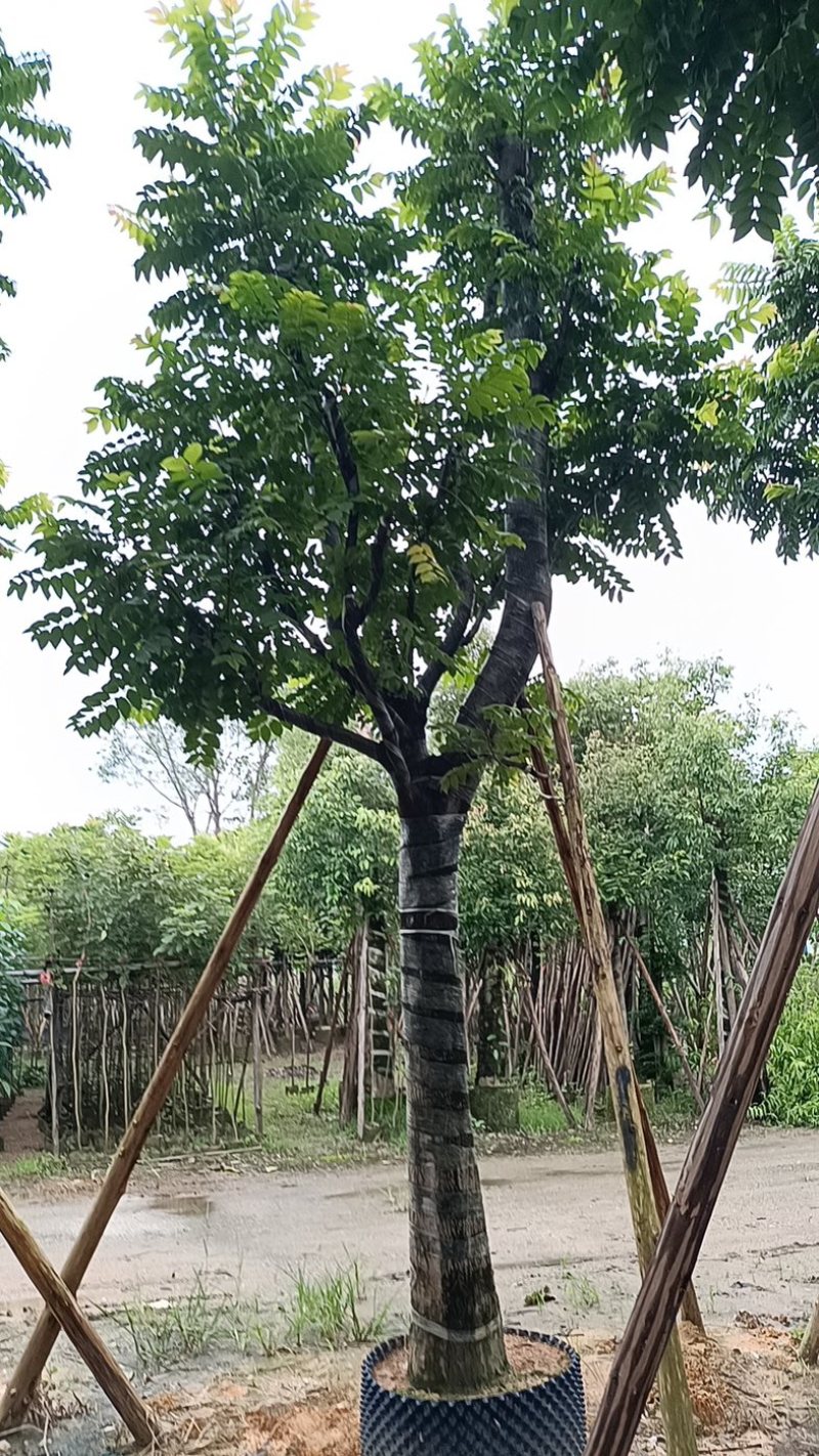 骨架麻楝10～20公分
