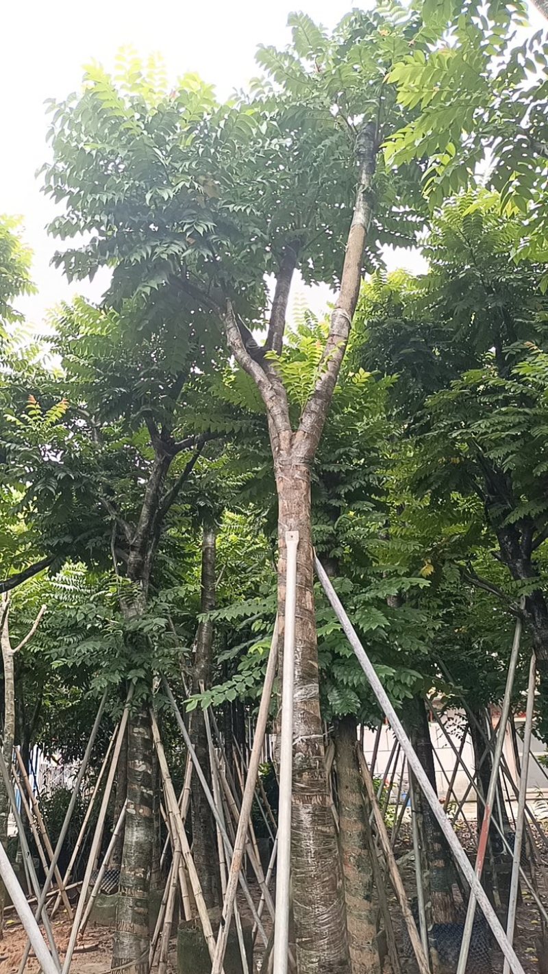 骨架麻楝10～20公分