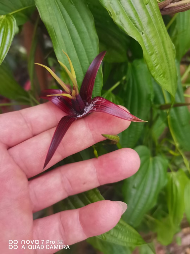 红花百部苗