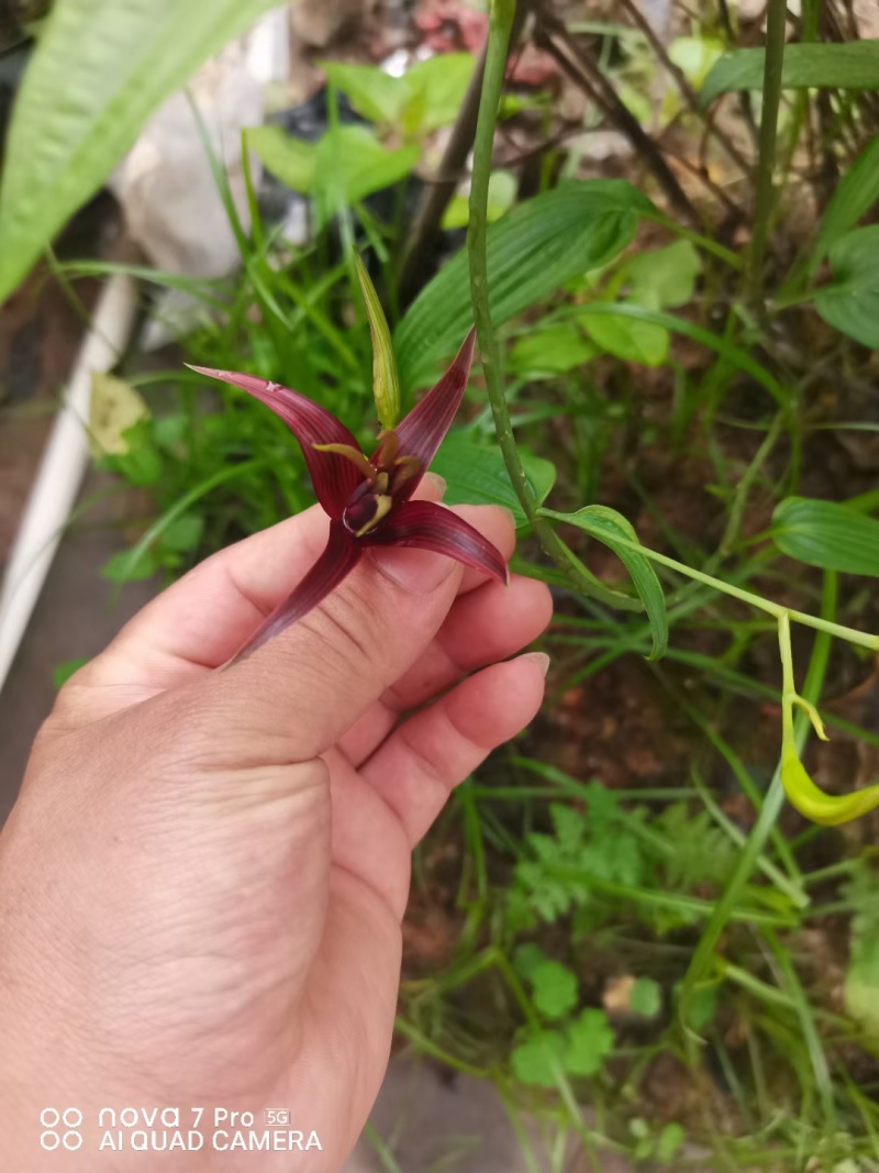 红花百部苗