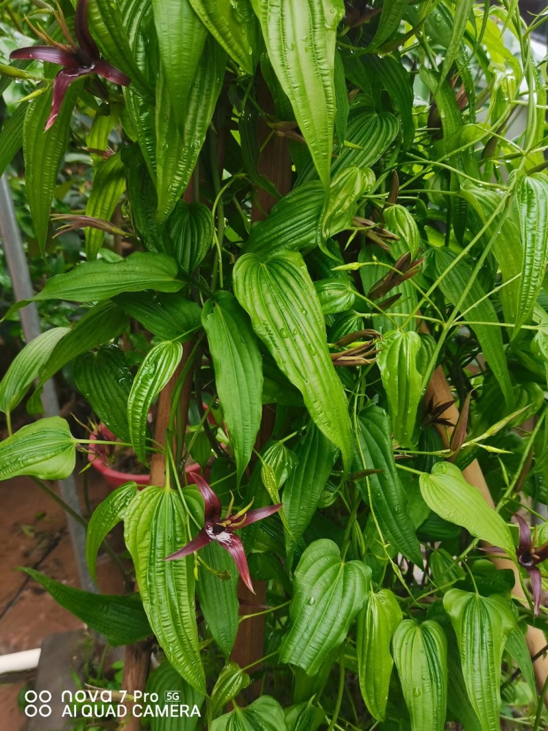 红花百部苗