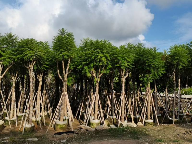 骨架蓝花楹10～15公分