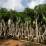 骨架蓝花楹10～15公分