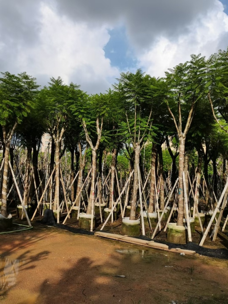 骨架蓝花楹10～15公分