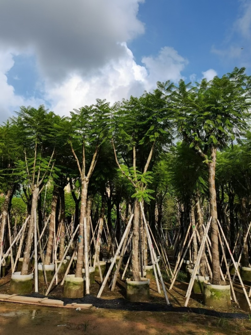 骨架蓝花楹10～15公分