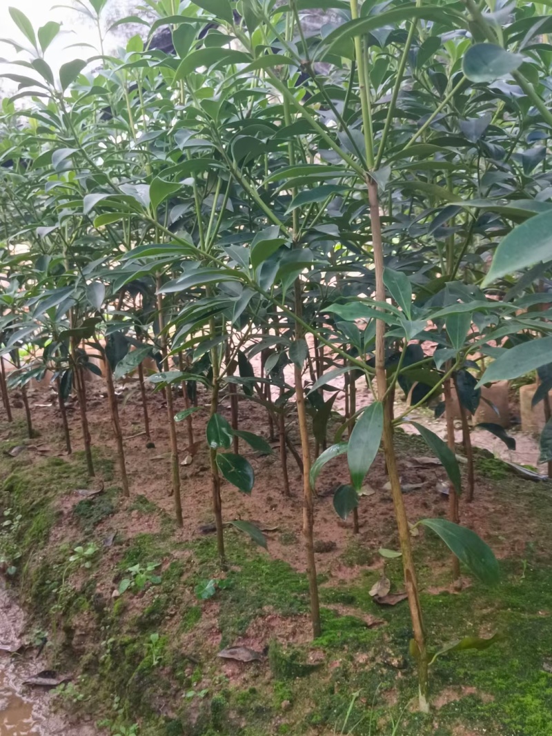 大红八角嫁接苗