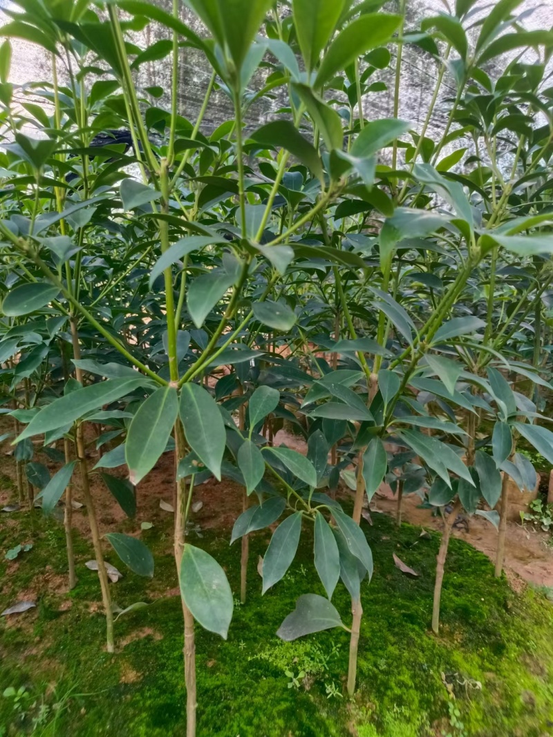 大红八角嫁接苗
