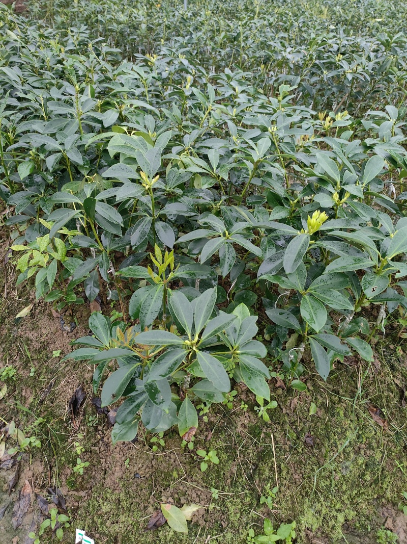 大红八角嫁接苗