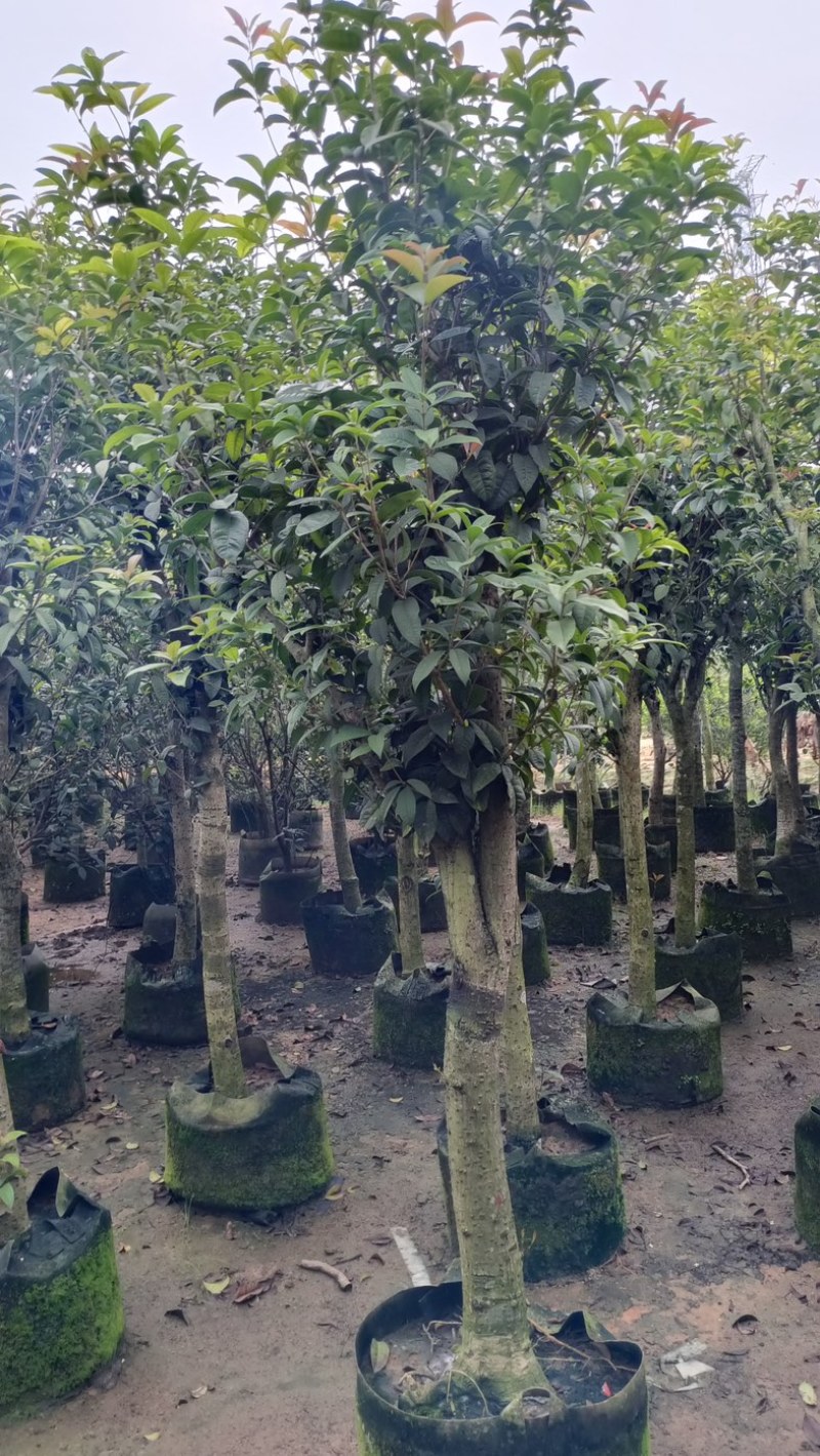 桂花树5～15公分