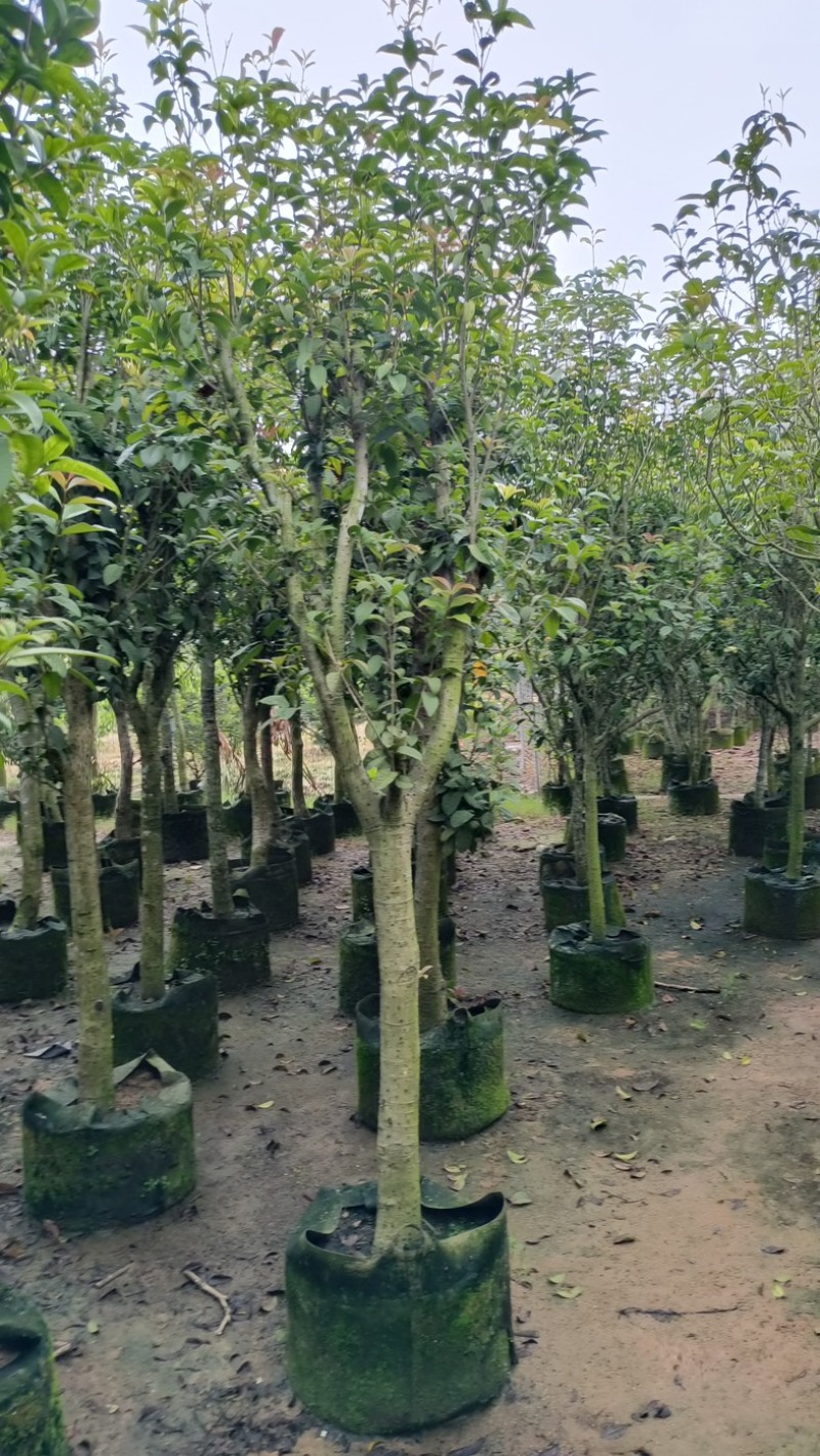 桂花树5～15公分
