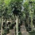 桂花树5～15公分