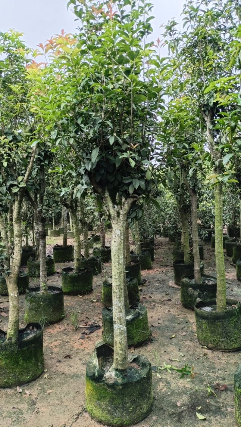 桂花树5～15公分