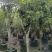 桂花树5～15公分