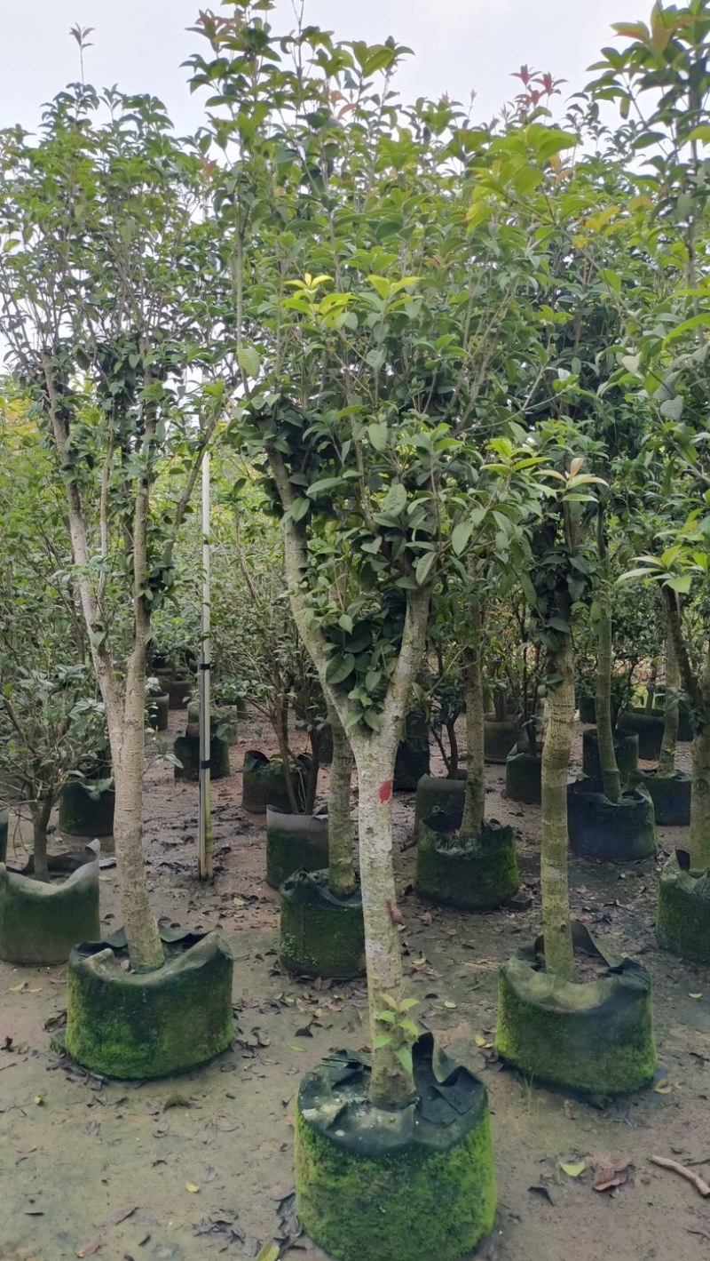 桂花树5～15公分