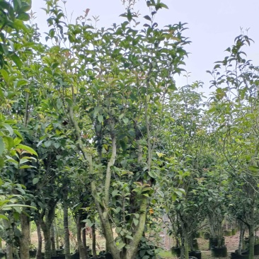 桂花树5～15公分
