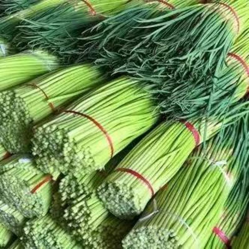 新鲜蒜苔大量上市产地直发价格优惠支持视频看货欢迎来电