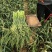 新鲜蒜苔大量上市产地直发价格优惠支持视频看货欢迎来电