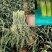 新鲜蒜苔大量上市产地直发价格优惠支持视频看货欢迎来电