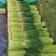 蒜薹红帽蒜薹金乡蒜薹大量供应中产地直发对接全国市场